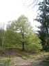 a Le bel arbre du col de Couard.JPG